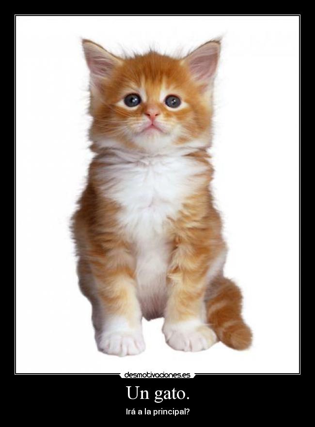 Un gato. -
