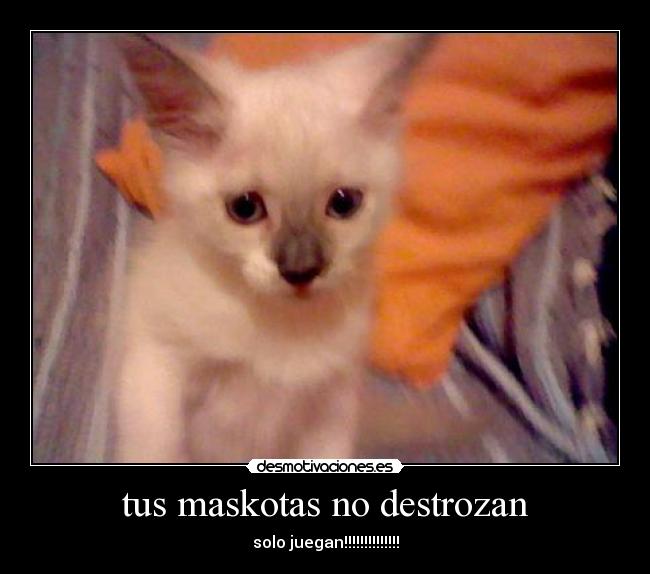 tus maskotas no destrozan - 