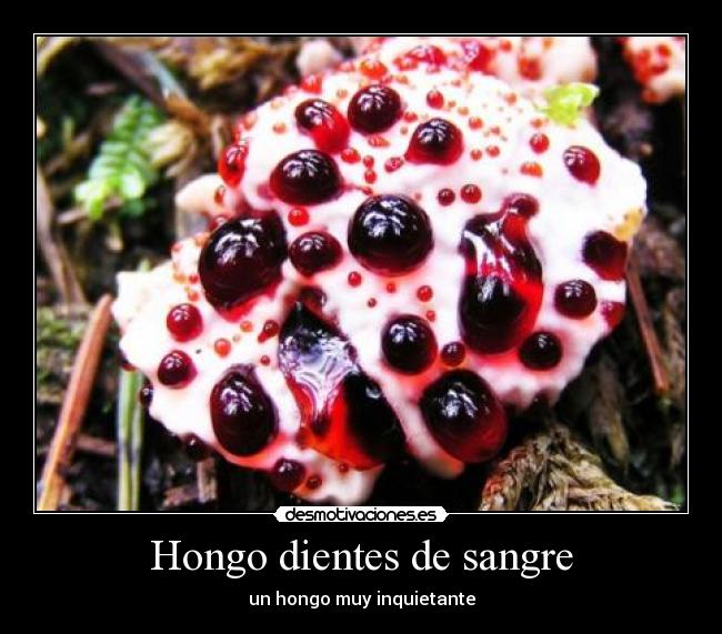 carteles ilovehardstyle hongo sangre inquietante desmotivaciones