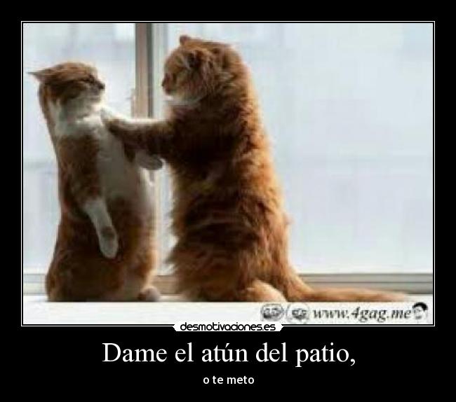 Dame el atún del patio, - 