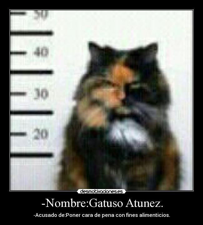-Nombre:Gatuso Atunez. - 