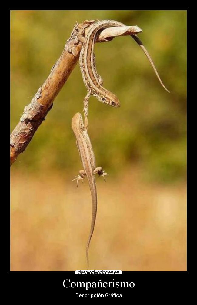 Compañerismo - Descripción Gráfica