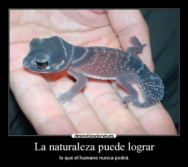 La naturaleza puede lograr - 