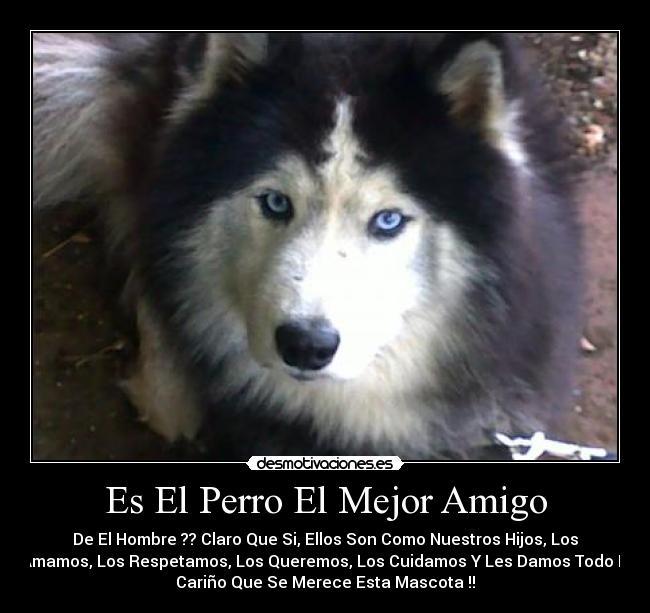 Es El Perro El Mejor Amigo - De El Hombre ?? Claro Que Si, Ellos Son Como Nuestros Hijos, Los
Amamos, Los Respetamos, Los Queremos, Los Cuidamos Y Les Damos Todo El
Cariño Que Se Merece Esta Mascota !!