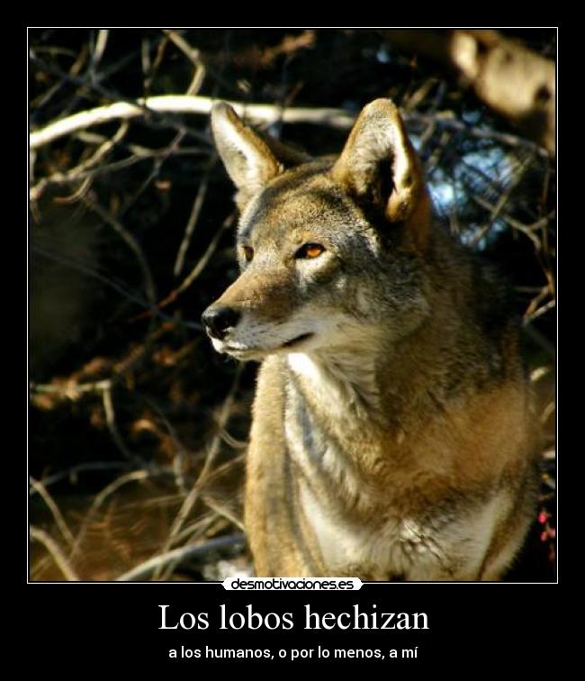 Los lobos hechizan -