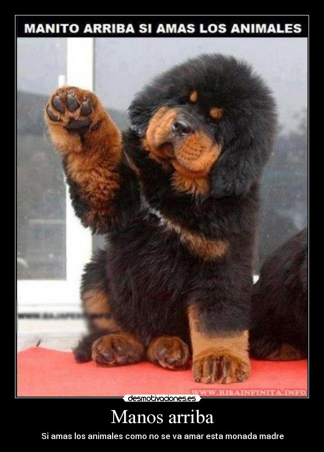 Manos arriba - Si amas los animales como no se va amar esta monada madre