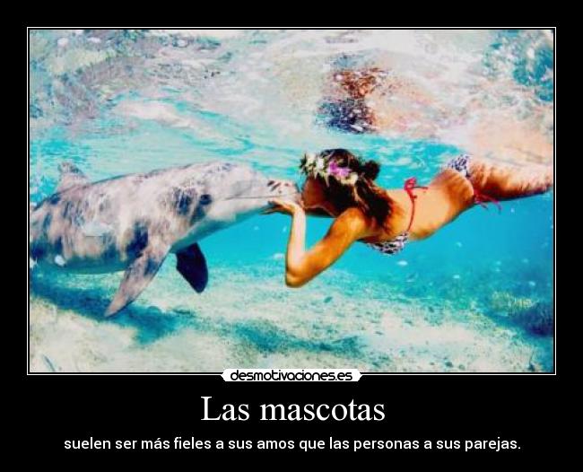 Las mascotas - 