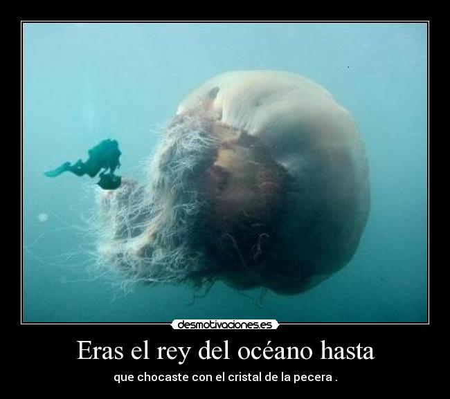 Eras el rey del océano hasta -