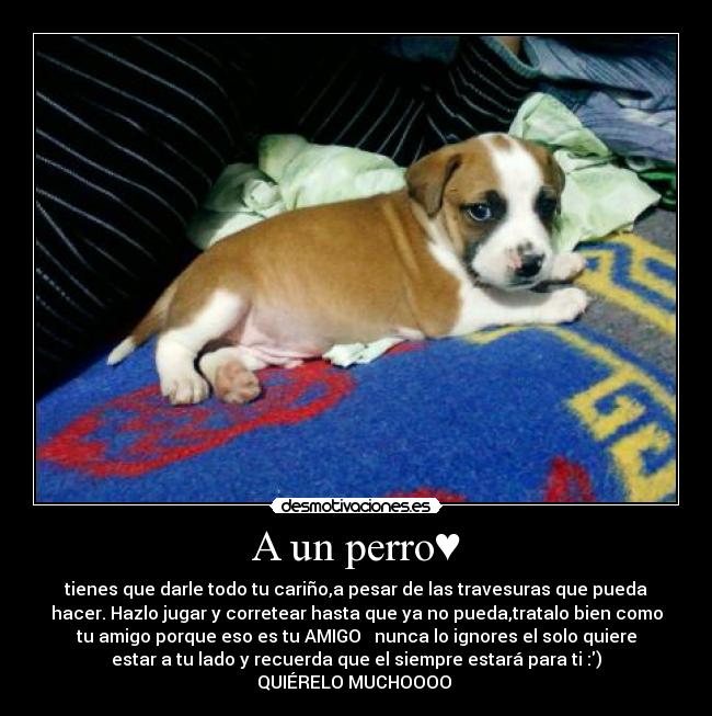 A un perro♥ - tienes que darle todo tu cariño,a pesar de las travesuras que pueda
hacer. Hazlo jugar y corretear hasta que ya no pueda,tratalo bien como
tu amigo porque eso es tu AMIGO♥ nunca lo ignores el solo quiere
estar a tu lado y recuerda que el siempre estará para ti :)
QUIÉRELO MUCHOOOO♥♥