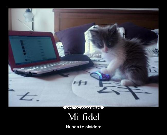Mi fidel - Nunca te olvidare
