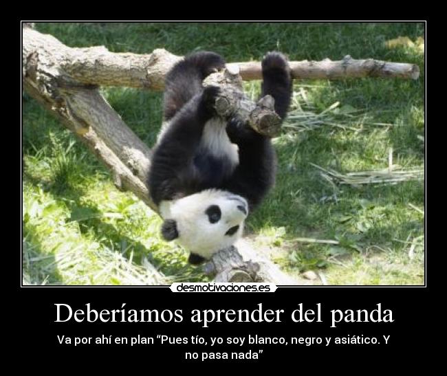 Deberíamos aprender del panda - Va por ahí en plan “Pues tío, yo soy blanco, negro y asiático. Y no pasa nada”