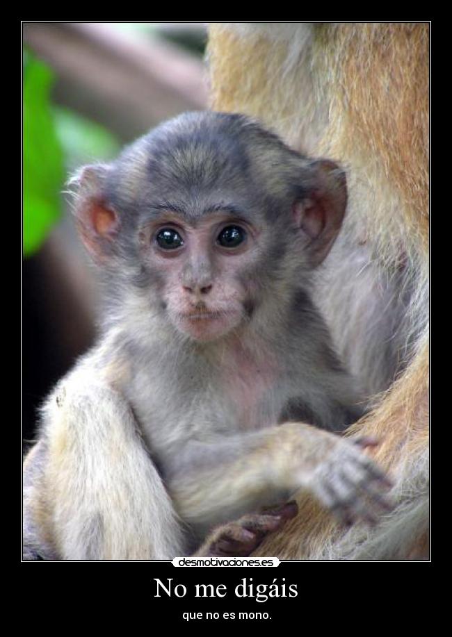 No me digáis - que no es mono.