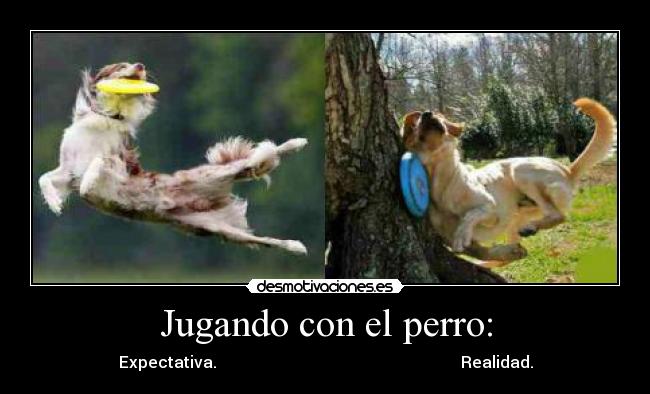 Jugando con el perro: - Expectativa.                                                             Realidad.