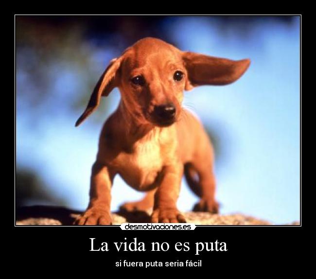 carteles vida vida puta hope perrito cute desmotivaciones