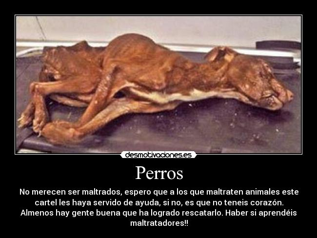 Perros - 