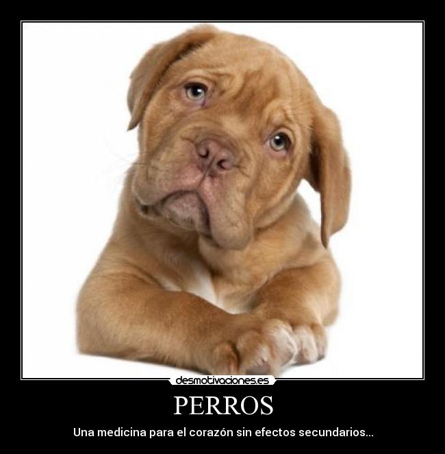 PERROS - Una medicina para el corazón sin efectos secundarios...
