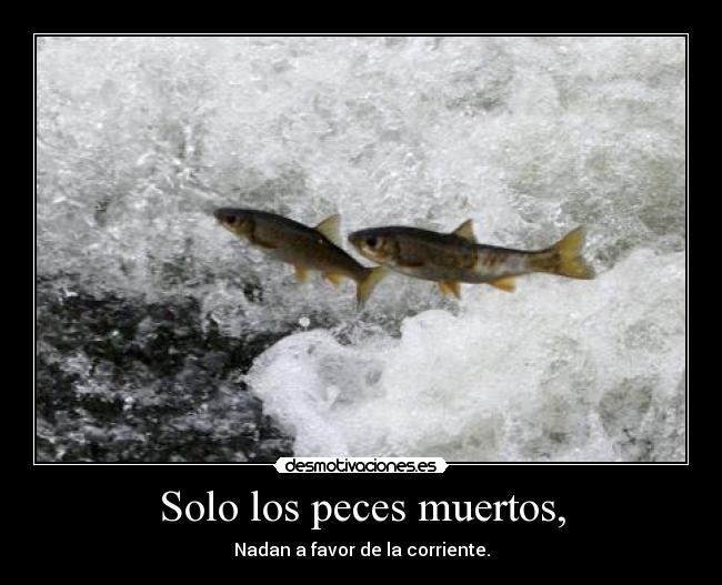 Solo los peces muertos, - 
