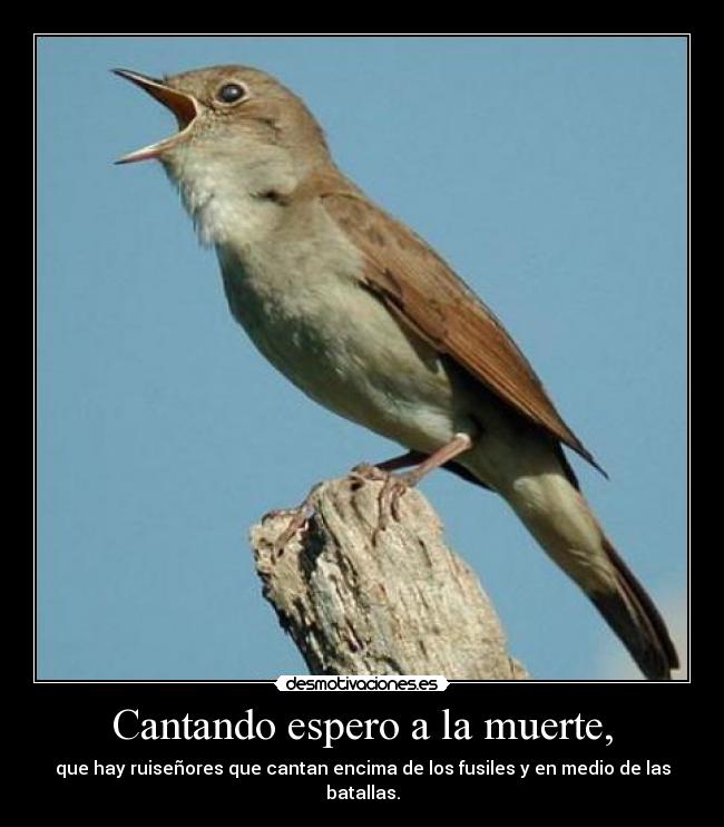 Cantando espero a la muerte, - que hay ruiseñores que cantan encima de los fusiles y en medio de las batallas.