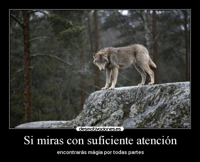 carteles malaquita lobitaygatito tolox desmotivaciones