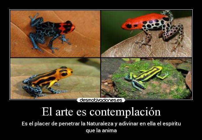 El arte es contemplación -