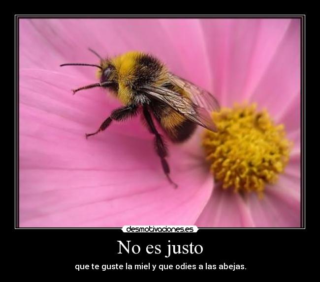 carteles contradictorio injusto abeja miel desmotivaciones