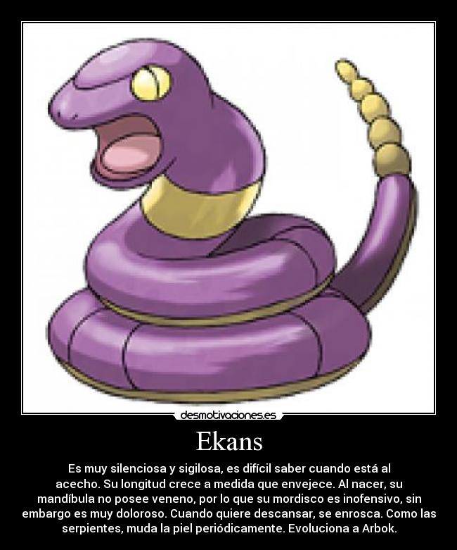 Ekans - Es muy silenciosa y sigilosa, es difícil saber cuando está al
acecho. Su longitud crece a medida que envejece. Al nacer, su
mandíbula no posee veneno, por lo que su mordisco es inofensivo, sin
embargo es muy doloroso. Cuando quiere descansar, se enrosca. Como las
serpientes, muda la piel periódicamente. Evoluciona a Arbok.