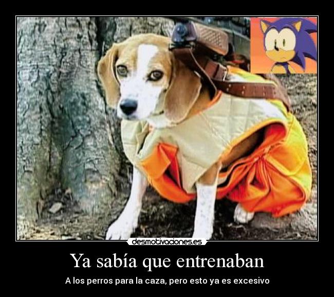 carteles perro cazador sonic the hedgehog desmotivaciones