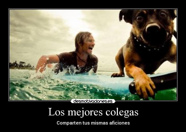 carteles surfear con mejor amigo perro surfer surf olas los mejores colegas desmotivaciones