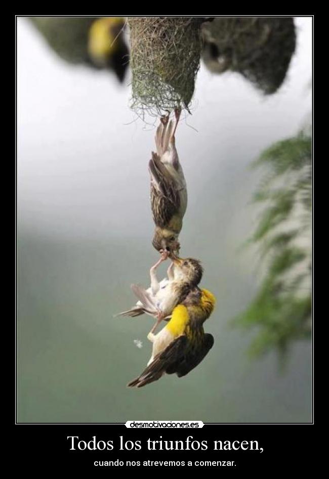 Todos los triunfos nacen, -