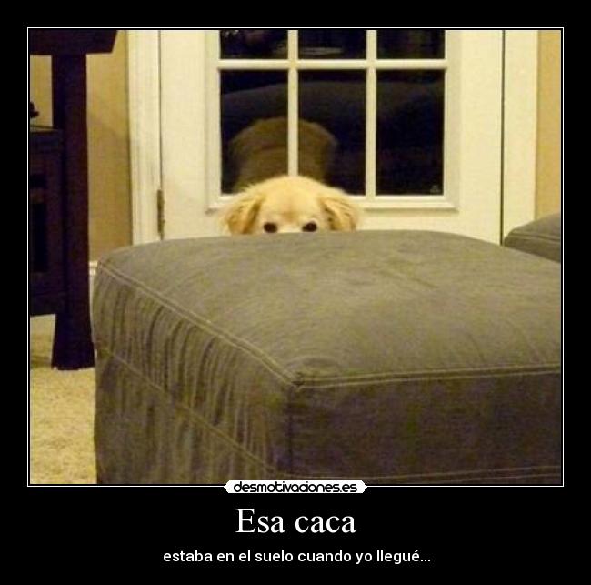 carteles perro caca suelo culpable yonohesido desmotivaciones