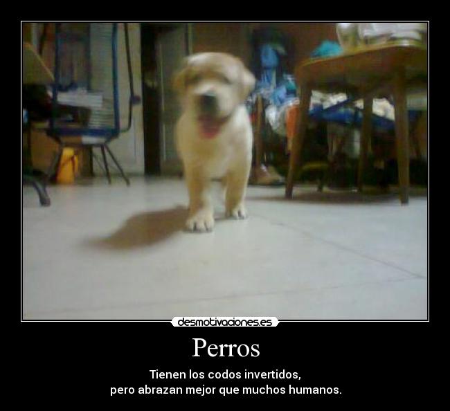 Perros - Tienen los codos invertidos,
pero abrazan mejor que muchos humanos.