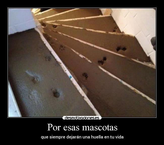 Por esas mascotas - 