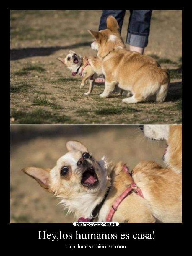 Hey,los humanos es casa! -