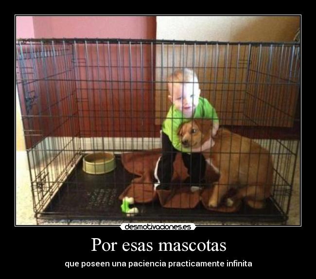 Por esas mascotas - 