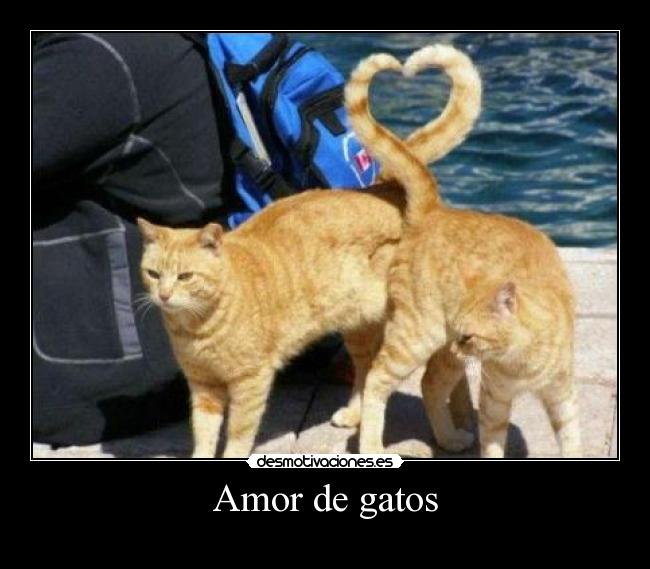 Amor de gatos -