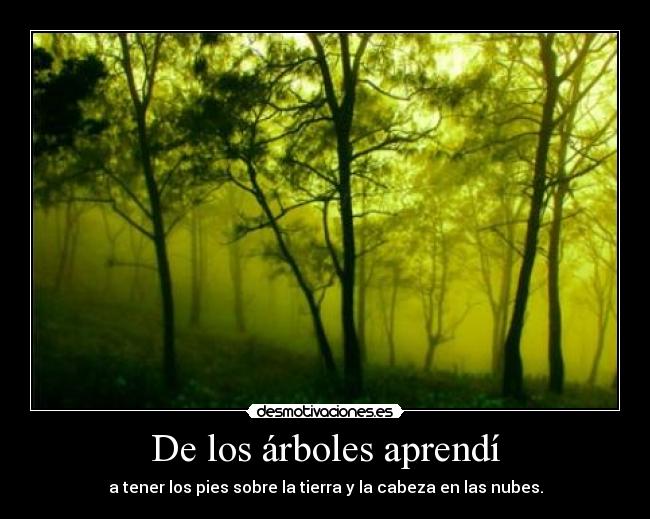 De los árboles aprendí -