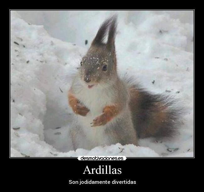 Ardillas - Son jodidamente divertidas