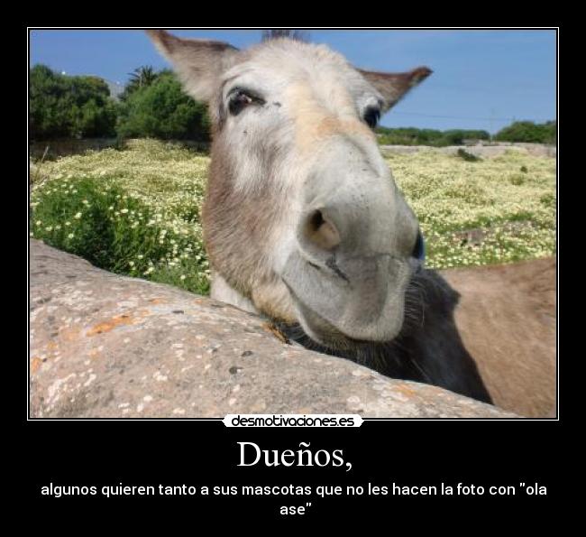 Dueños, - algunos quieren tanto a sus mascotas que no les hacen la foto con ola ase