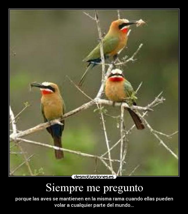 Siempre me pregunto - porque las aves se mantienen en la misma rama cuando ellas pueden
volar a cualquier parte del mundo...