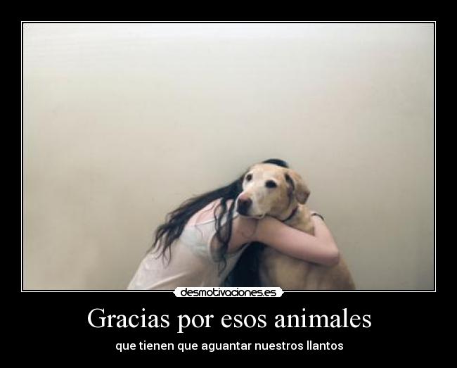 Gracias por esos animales - que tienen que aguantar nuestros llantos