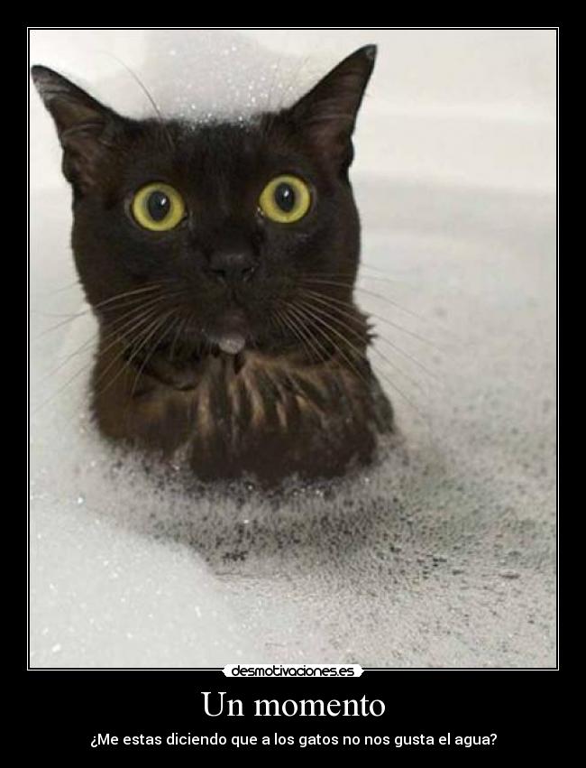 carteles doctor raptorhunters lalala cartel gatos con los terroristas desmotivaciones