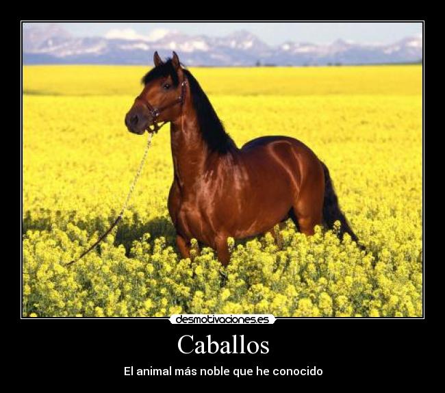 Caballos -
