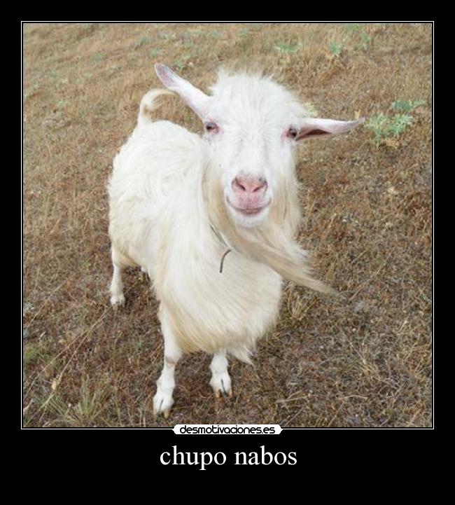 chupo nabos - 