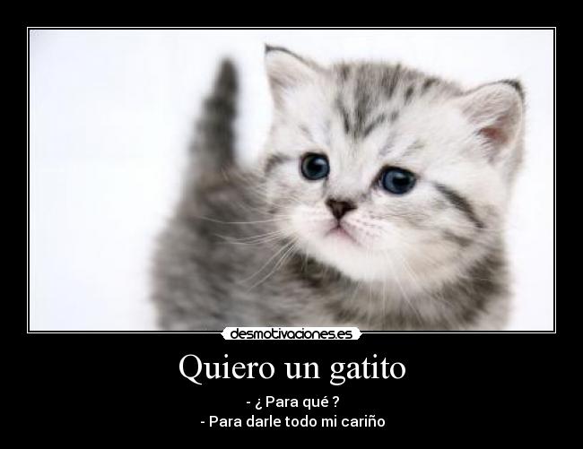 carteles amor carino gatos desmotivaciones
