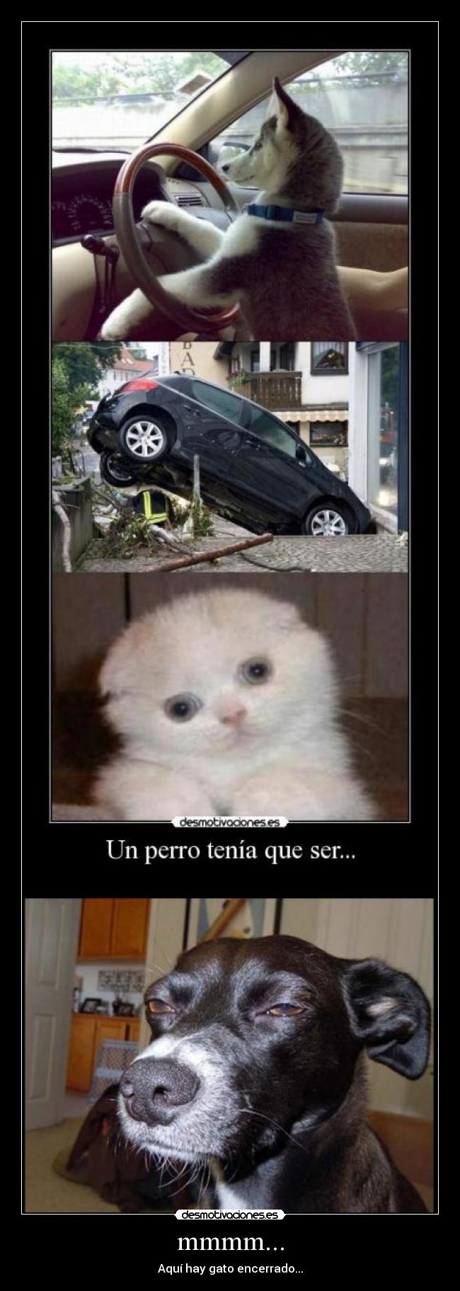 mmmm... - Aquí hay gato encerrado...