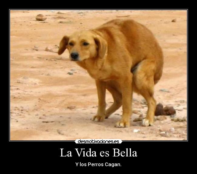 La Vida es Bella - 