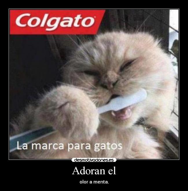 Adoran el - olor a menta.