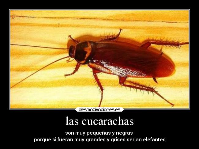 las cucarachas - son muy pequeñas y negras
porque si fueran muy grandes y grises serian elefantes