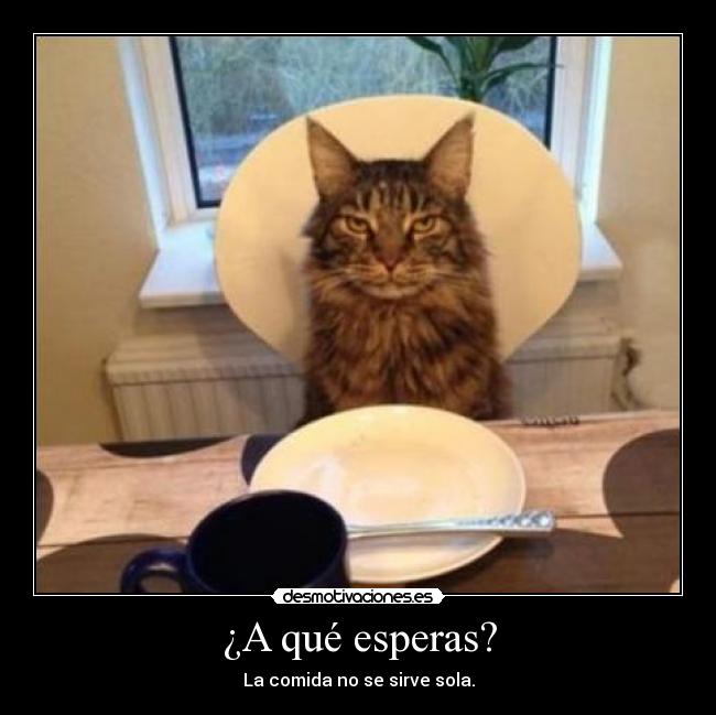 carteles menudo gatosmas raro lol desmotivaciones