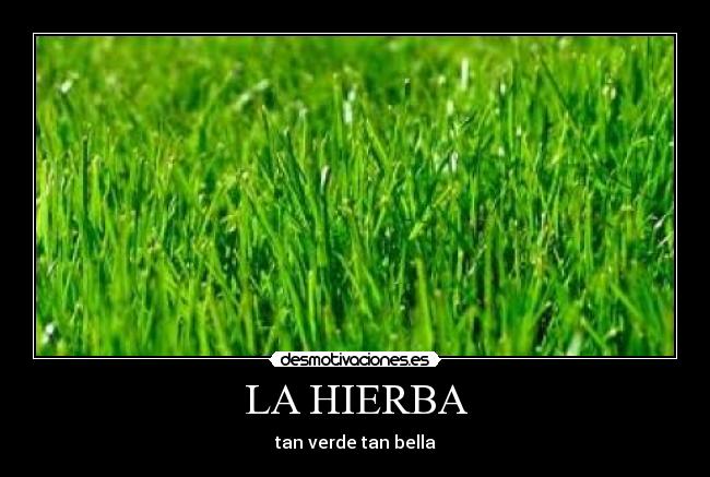 LA HIERBA - 